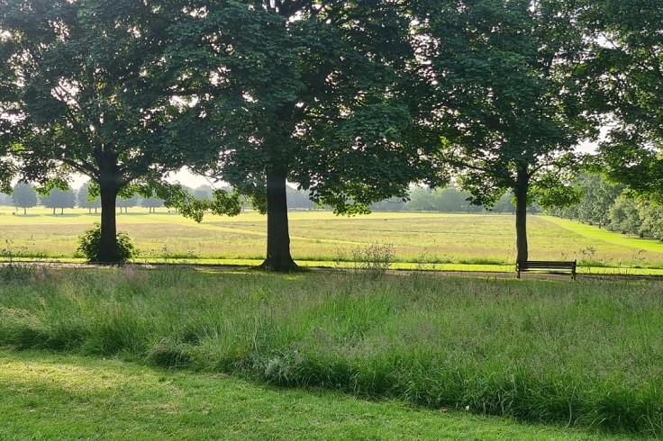 Naturalised areas on Town Field